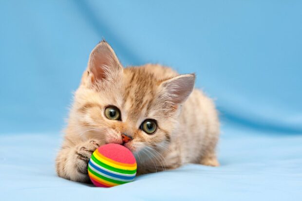 Cat Toys Spark Joy and Keep Them Active